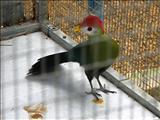 El Arca de Noé - QUEBRADILLAS